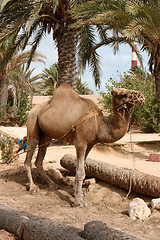 Image showing camel