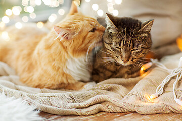 Image showing two cats lying on window sill with blanket at home