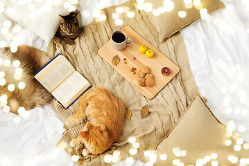 Image showing two cats lying on blanket at home in autumn