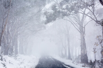 Image showing Blizzard snow conditions along a road near Oberon, Australia