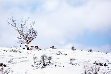 Image showing Horses on a hill in a field covered in fresh snow