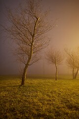 Image showing Foggy mysterious night in the park