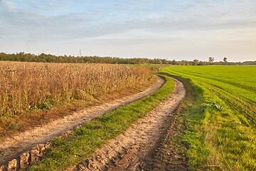 Image showing Agircutural field with dirt road