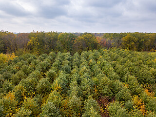 Image showing Panoramic landscape from a drone above young forest in autumn colors.