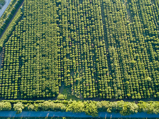 Image showing Aerial view from a drone above trees plantation on a summer sunny day.