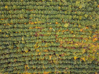 Image showing Aerial view from a drone above autumn forest from young trees.