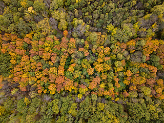 Image showing Aerial autumn landscape from colorful trees in the forest area.