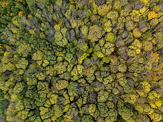 Image showing Aerial view from a drone above trees plantation on a summer sunny day.