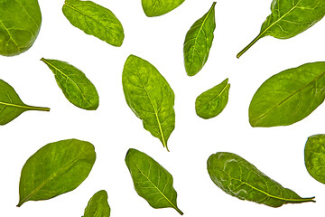 Image showing Plant pattern from spinach green natural organic leaves on a white background.