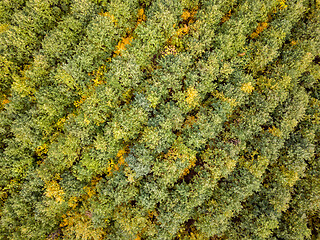 Image showing Top aerial view from a drone above autumn forest from young trees.