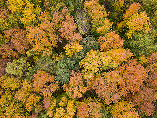 Image showing Aerial woods view from a drone in autumn yellow, orange and green colors.