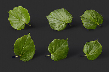 Image showing Plant pattern from fresh natural green tilia leaves on a black background.