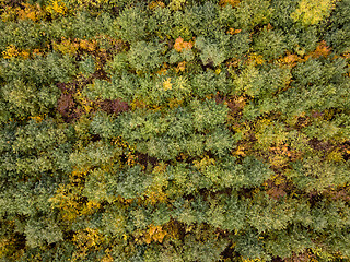 Image showing Aerial view from a drone above forest plantation from young trees.