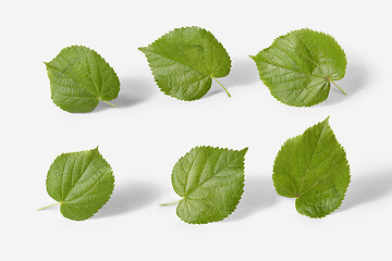 Image showing Natural set from fresh organic textured leaves of linden tree on a white background.