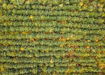 Image showing Bird-eye view from a drone above forest plantation from young trees.