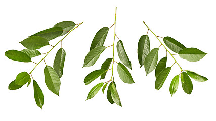 Image showing Cherry twigs of fresh natural organic green leaves on a white background.