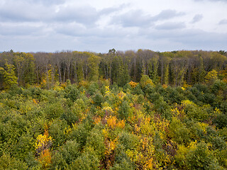 Image showing Autumn landscape from a drone above the forest with young trees and cloudy sky.