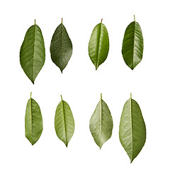 Image showing Cherry fresh natural organic green leaves pattern on a white background.