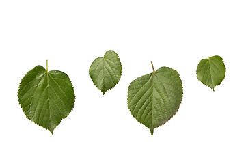 Image showing Plant set from fresh organic textured leaves of tilia tree on a white background.