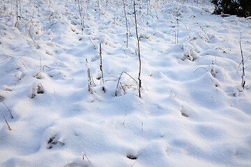 Image showing First snow on a meadow