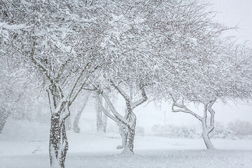 Image showing Three snow covered trees in falling snow