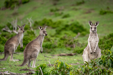 Image showing Kangaroos in Australian bushland