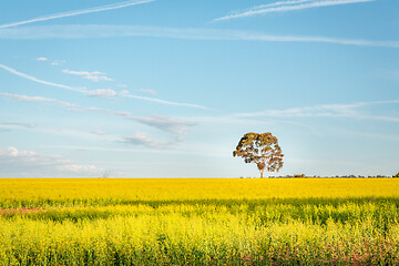 Image showing Canola fields landscape with pretty blue sky