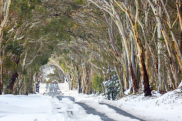 Image showing Snow drifts and snowgum tunnel