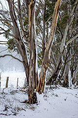 Image showing Australian gum trees in the winter snow