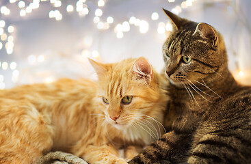 Image showing two cats lying at home