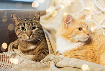 Image showing two cats lying on sofa at home