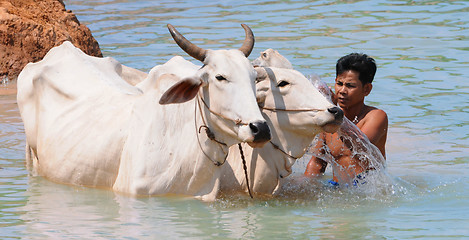 Image showing cow wash in cambodia