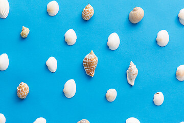 Image showing different sea shells on blue background