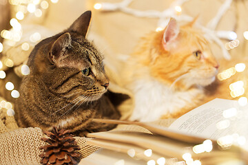 Image showing two cats lying on sofa with book at home