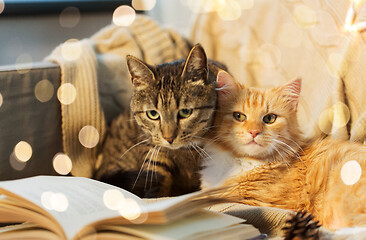 Image showing two cats lying on sofa with book at home