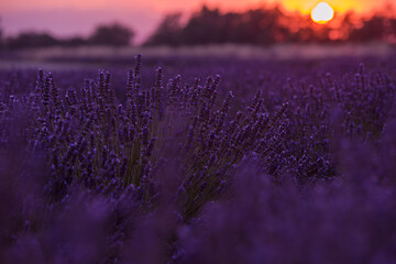 Image showing levender field france