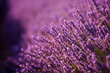 Image showing closeup purple lavender field