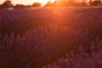 Image showing levender field france