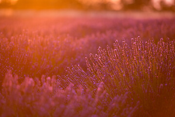 Image showing levender field france