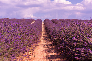 Image showing levender field france