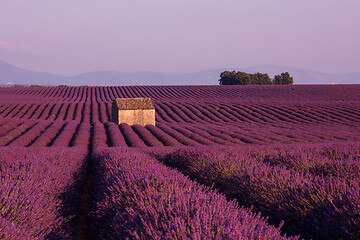 Image showing purple lavender flowers field with lonely old stone house