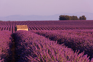 Image showing purple lavender flowers field with lonely old stone house