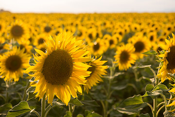 Image showing sunflower field