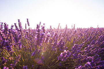 Image showing closeup purple lavender field