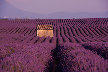 Image showing purple lavender flowers field with lonely old stone house