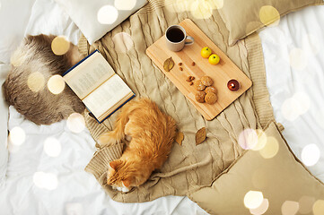 Image showing red tabby cat lying on blanket at home in winter