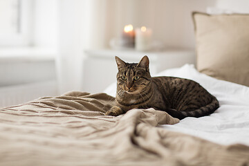 Image showing cat lying on bed with blanket at home in winter