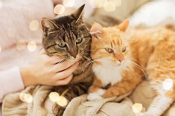 Image showing close up of owner with red and tabby cat in bed