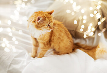 Image showing red tabby cat at home in bed