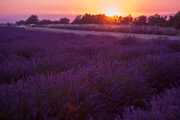 Image showing levender field france